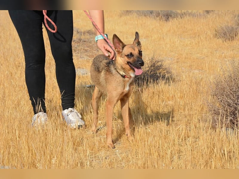 KIKA das fröhliche Hundemädchen