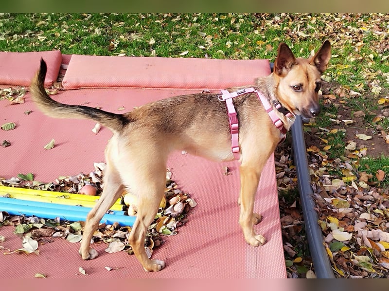 KIKA das fröhliche Hundemädchen