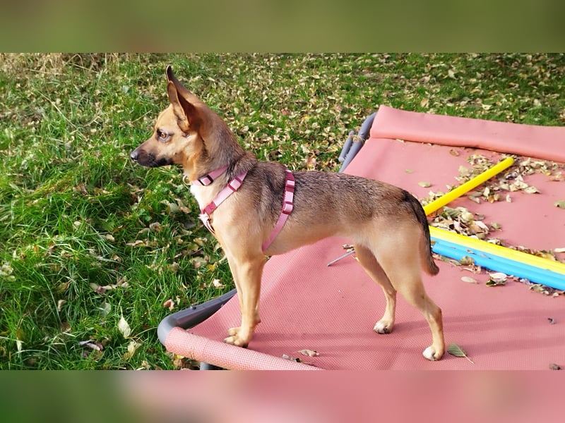 KIKA das fröhliche Hundemädchen