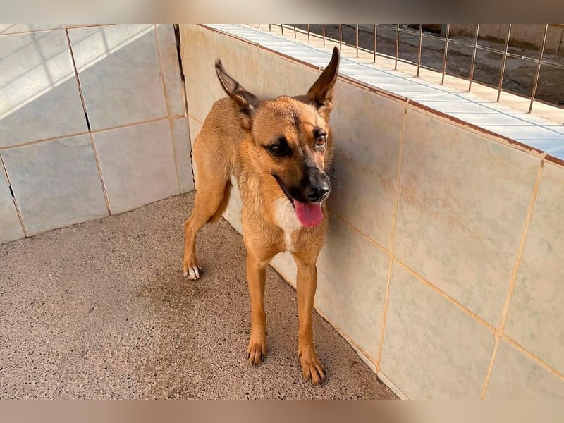 KIKA das fröhliche Hundemädchen