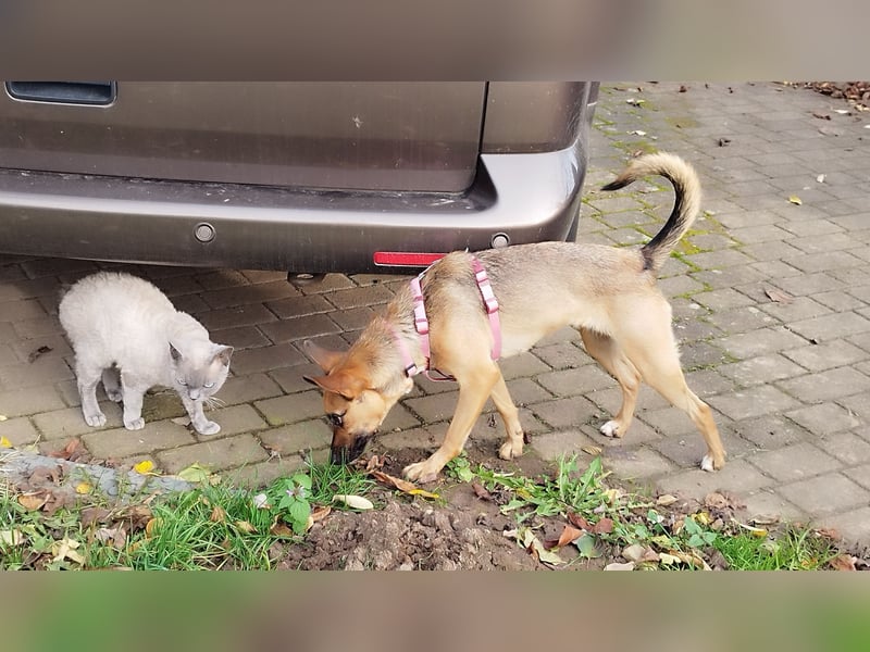 KIKA das fröhliche Hundemädchen