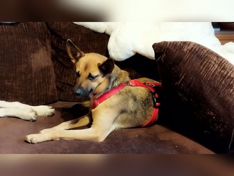 KIKA das fröhliche Hundemädchen