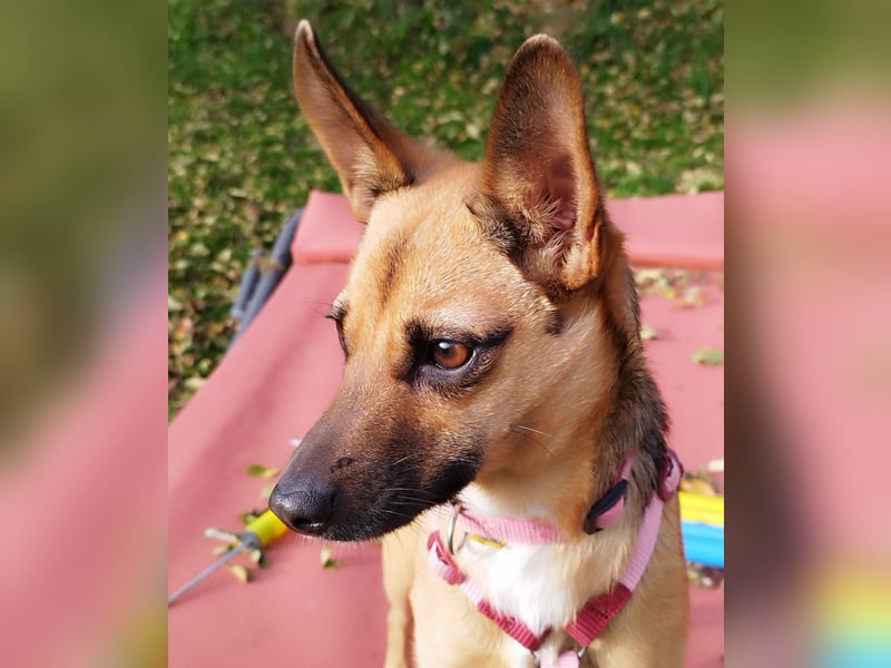 KIKA das fröhliche Hundemädchen