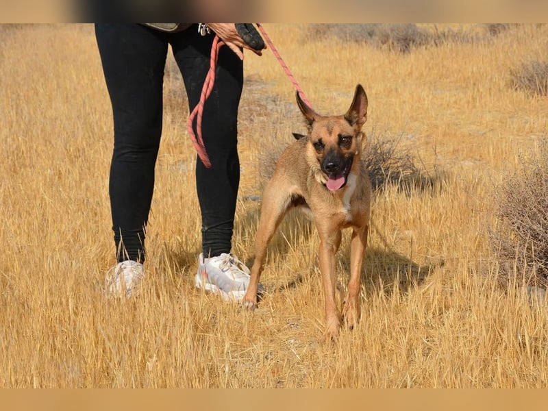 KIKA das fröhliche Hundemädchen