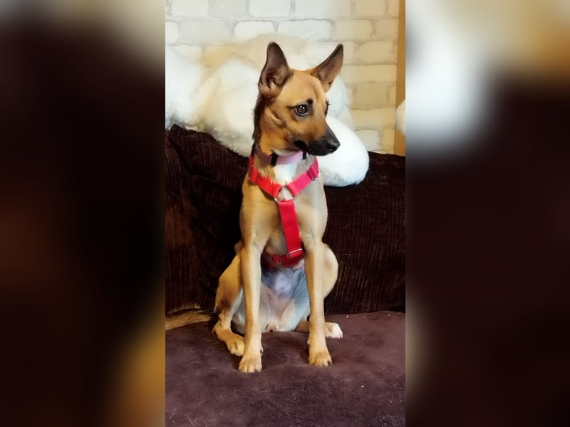 KIKA das fröhliche Hundemädchen