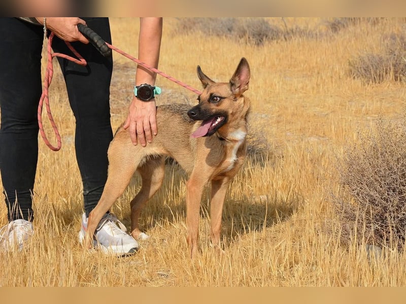 KIKA das fröhliche Hundemädchen