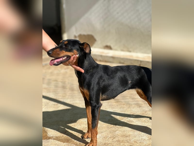 wunderschöne und aktive Pinscher-Mix-Junghündin