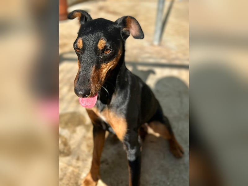 wunderschöne und aktive Pinscher-Mix-Junghündin