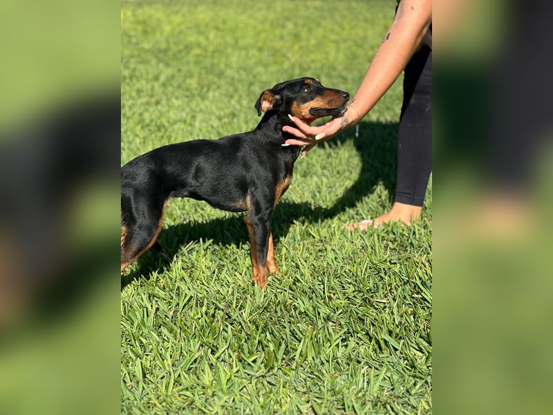 wunderschöne und aktive Pinscher-Mix-Junghündin