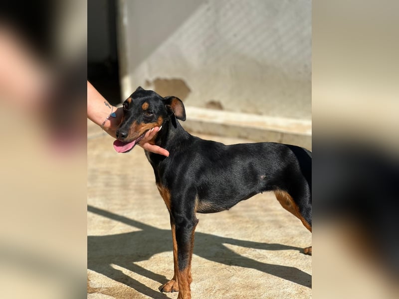 wunderschöne und aktive Pinscher-Mix-Junghündin