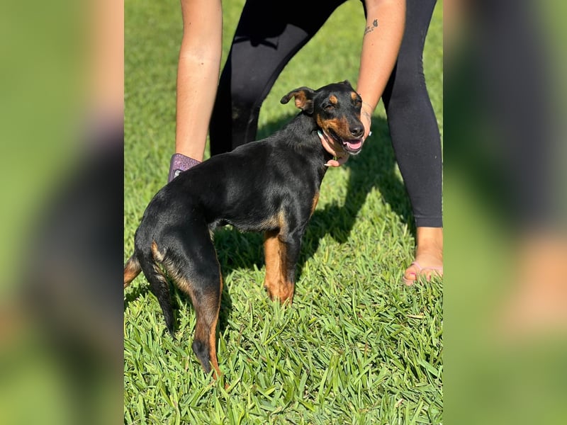 wunderschöne und aktive Pinscher-Mix-Junghündin