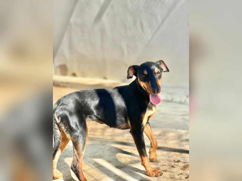 wunderschöne und aktive Pinscher-Mix-Junghündin