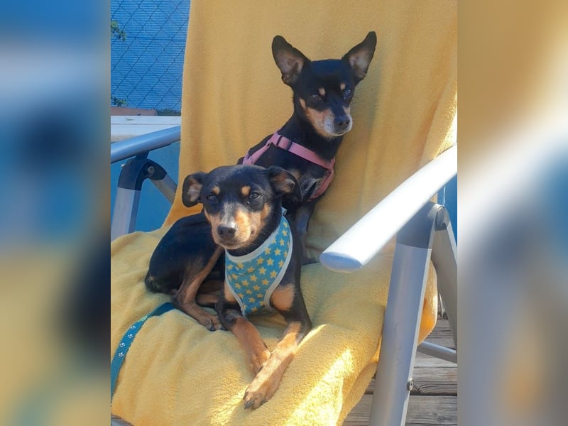 BELTZA – kleine Kuschelmaus