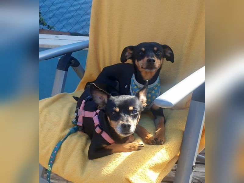 BELTZA – kleine Kuschelmaus