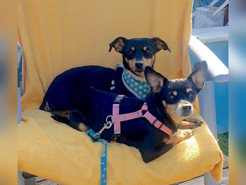 BELTZA – kleine Kuschelmaus