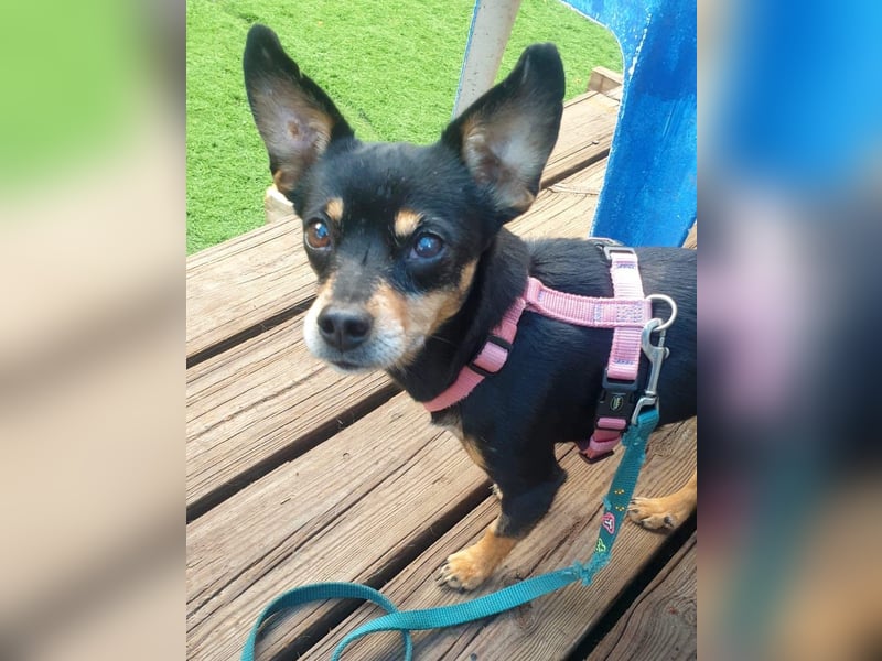 BELTZA – kleine Kuschelmaus