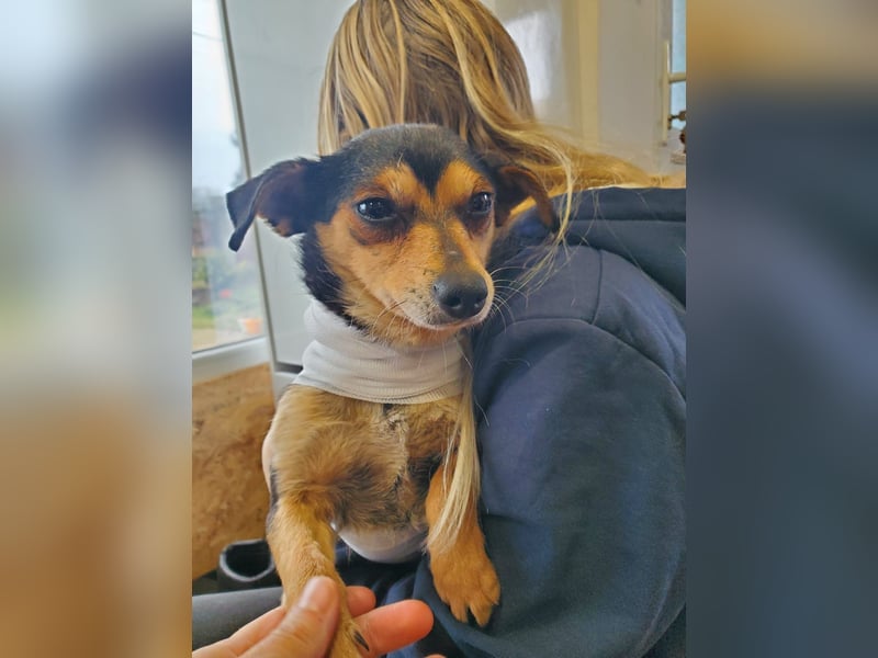 Lino, kleiner Pinscher Mux