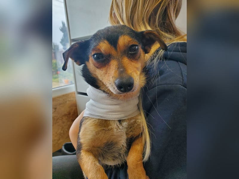 Lino, kleiner Pinscher Mux