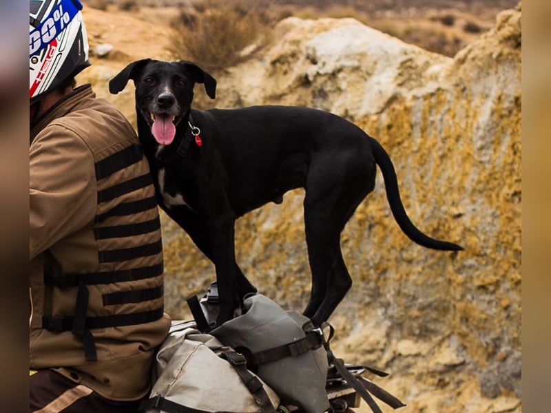 Pointer & Pinscher Mischling