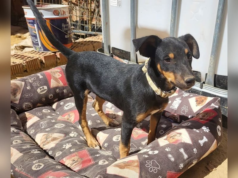 ANGELITA-liebe, hübsche kleine Hundeprinzessin sucht ihr liebevolles "Für-immer-Zuhause"