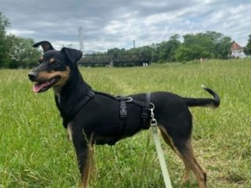 ANGELITA(COCO)-liebe, hübsche kleine Hundeprinzessin sucht ihr liebevolles "Für-immer-Zuhause"