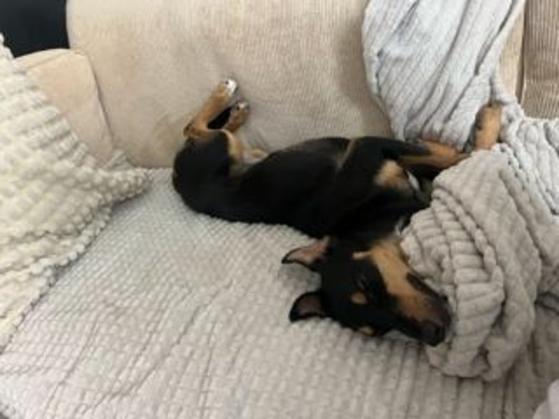 ANGELITA(COCO)-liebe, hübsche kleine Hundeprinzessin sucht ihr liebevolles "Für-immer-Zuhause"