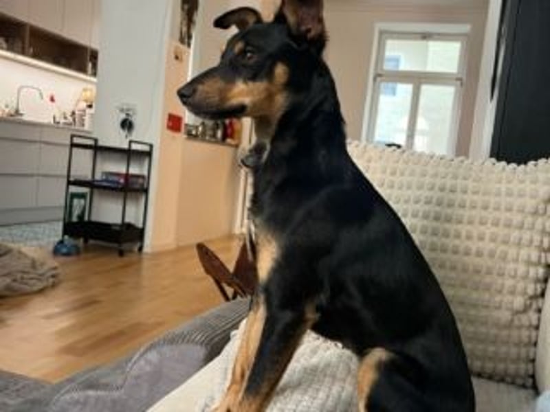 ANGELITA(COCO)-liebe, hübsche kleine Hundeprinzessin sucht ihr liebevolles "Für-immer-Zuhause"