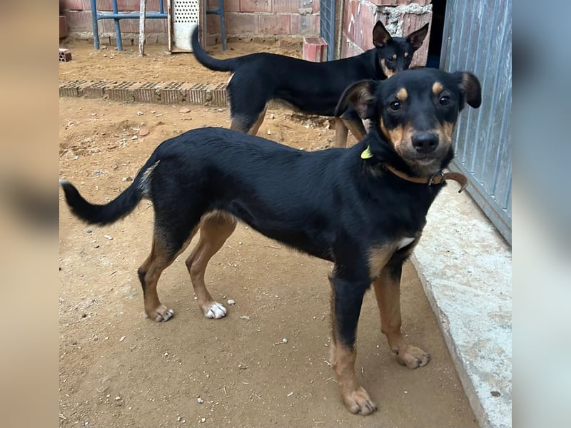 ANGELITA-liebe, hübsche kleine Hundeprinzessin sucht ihr liebevolles "Für-immer-Zuhause"