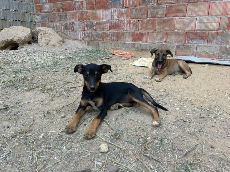 ANGELITA-liebe, hübsche kleine Hundeprinzessin sucht ihr liebevolles "Für-immer-Zuhause"