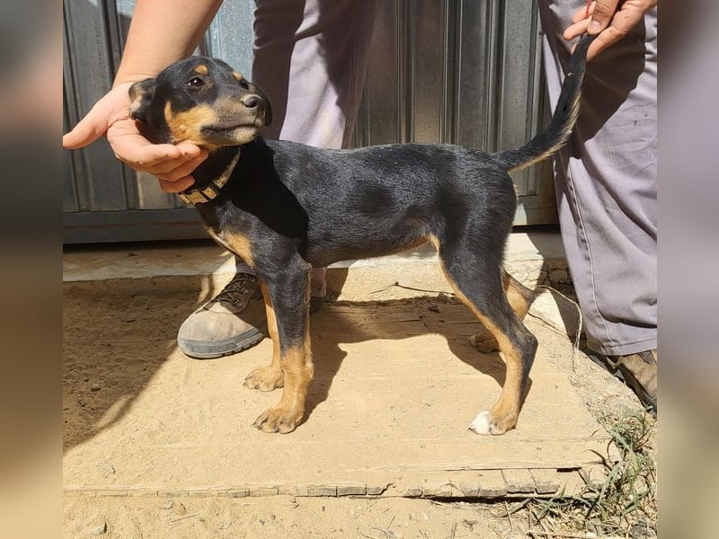 ANGELITA-liebe, hübsche kleine Hundeprinzessin sucht ihr liebevolles "Für-immer-Zuhause"