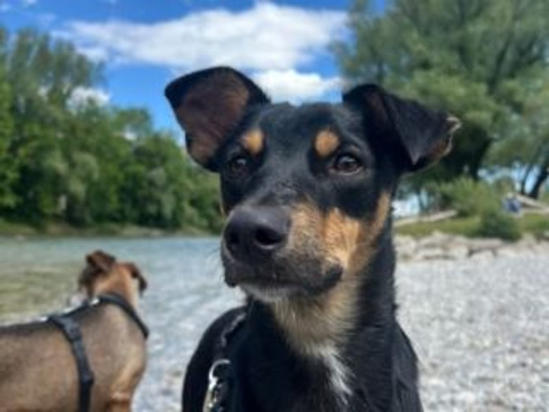 ANGELITA(COCO)-liebe, hübsche kleine Hundeprinzessin sucht ihr liebevolles "Für-immer-Zuhause"
