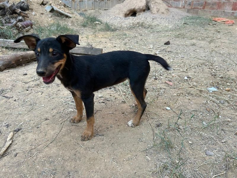 ANGELITA-liebe, hübsche kleine Hundeprinzessin sucht ihr liebevolles "Für-immer-Zuhause"