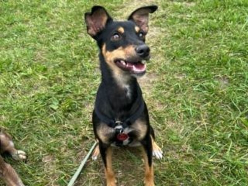 ANGELITA(COCO)-liebe, hübsche kleine Hundeprinzessin sucht ihr liebevolles "Für-immer-Zuhause"