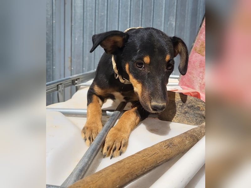 ANGELITA-liebe, hübsche kleine Hundeprinzessin sucht ihr liebevolles "Für-immer-Zuhause"