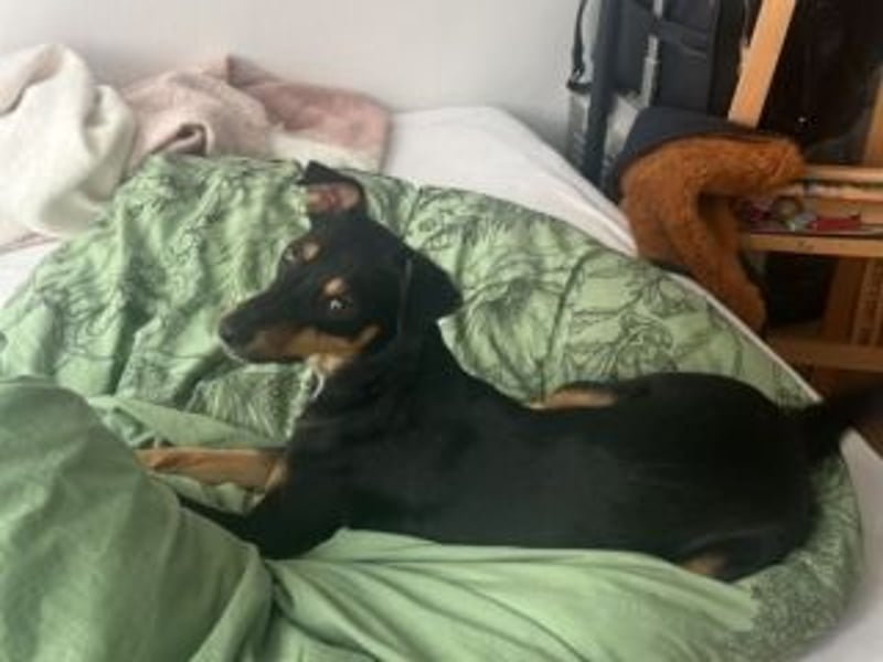 ANGELITA(COCO)-liebe, hübsche kleine Hundeprinzessin sucht ihr liebevolles "Für-immer-Zuhause"