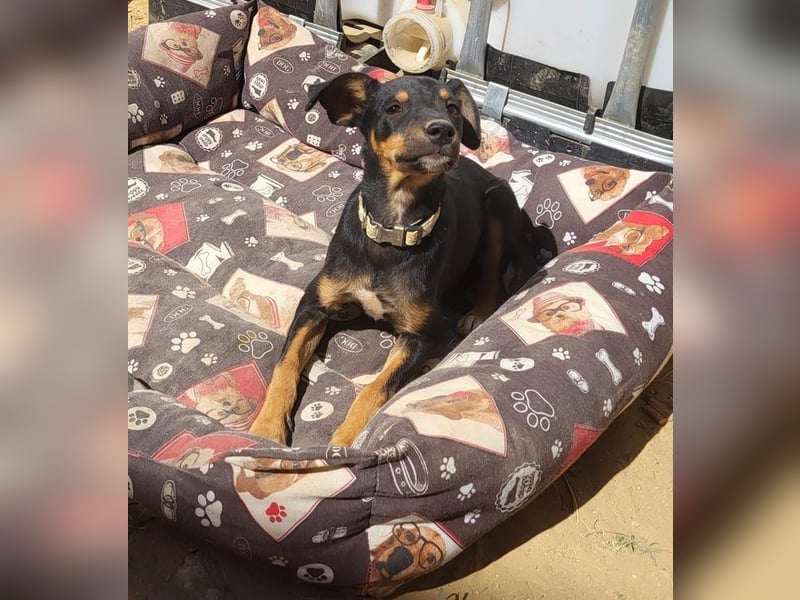 ANGELITA-liebe, hübsche kleine Hundeprinzessin sucht ihr liebevolles "Für-immer-Zuhause"