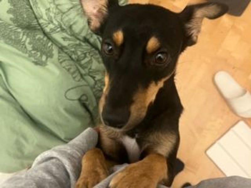 ANGELITA(COCO)-liebe, hübsche kleine Hundeprinzessin sucht ihr liebevolles "Für-immer-Zuhause"
