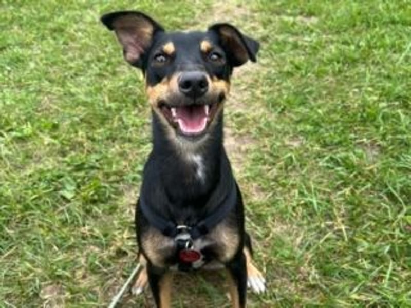 ANGELITA(COCO)-liebe, hübsche kleine Hundeprinzessin sucht ihr liebevolles "Für-immer-Zuhause"