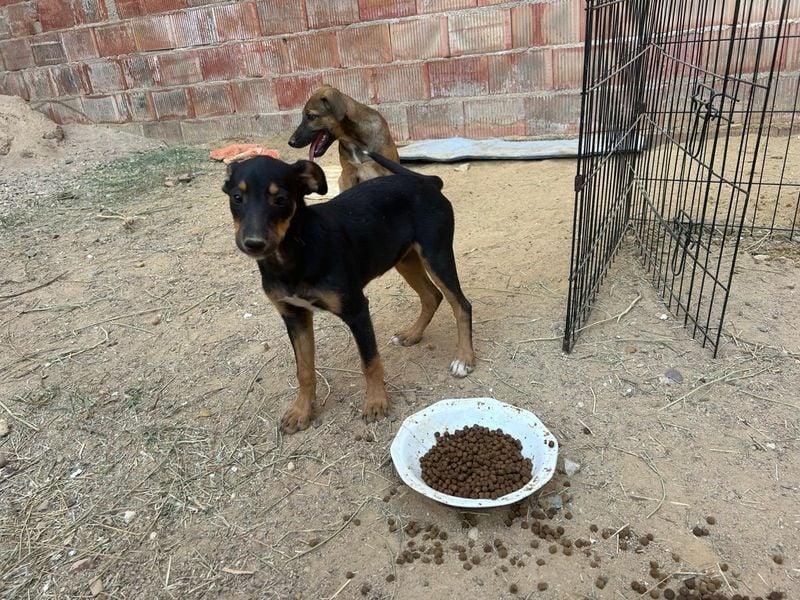 ANGELITA-liebe, hübsche kleine Hundeprinzessin sucht ihr liebevolles "Für-immer-Zuhause"