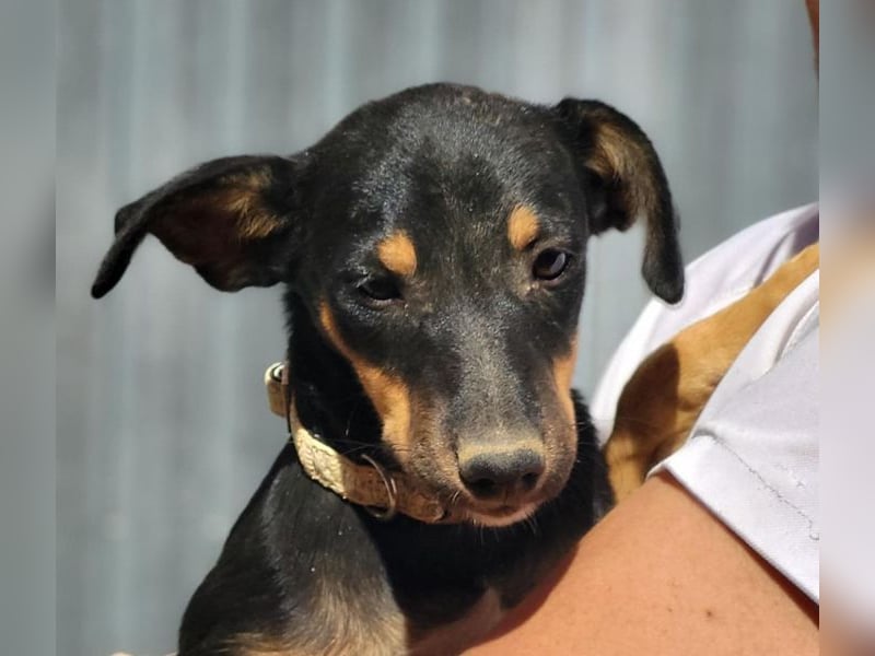 ANGELITA-liebe, hübsche kleine Hundeprinzessin sucht ihr liebevolles "Für-immer-Zuhause"