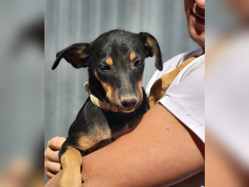 ANGELITA-liebe, hübsche kleine Hundeprinzessin sucht ihr liebevolles "Für-immer-Zuhause"