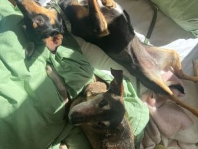 ANGELITA(COCO)-liebe, hübsche kleine Hundeprinzessin sucht ihr liebevolles "Für-immer-Zuhause"
