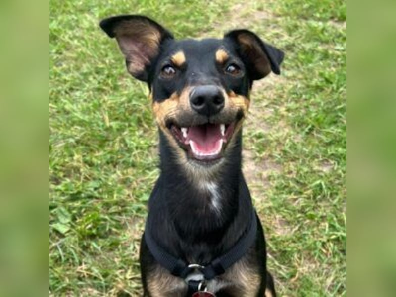 ANGELITA(COCO)-liebe, hübsche kleine Hundeprinzessin sucht ihr liebevolles "Für-immer-Zuhause"