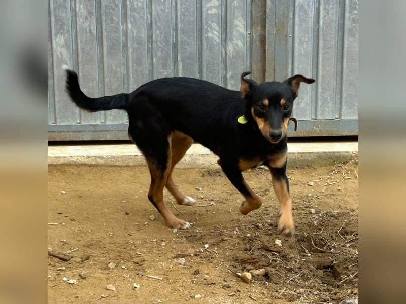 ANGELITA-liebe, hübsche kleine Hundeprinzessin sucht ihr liebevolles "Für-immer-Zuhause"
