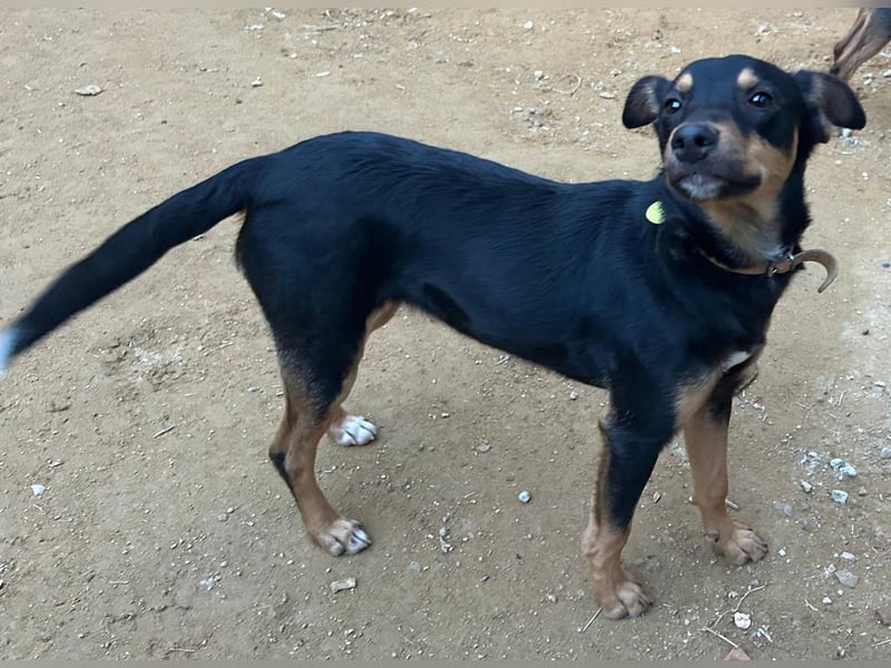 ANGELITA-liebe, hübsche kleine Hundeprinzessin sucht ihr liebevolles "Für-immer-Zuhause"