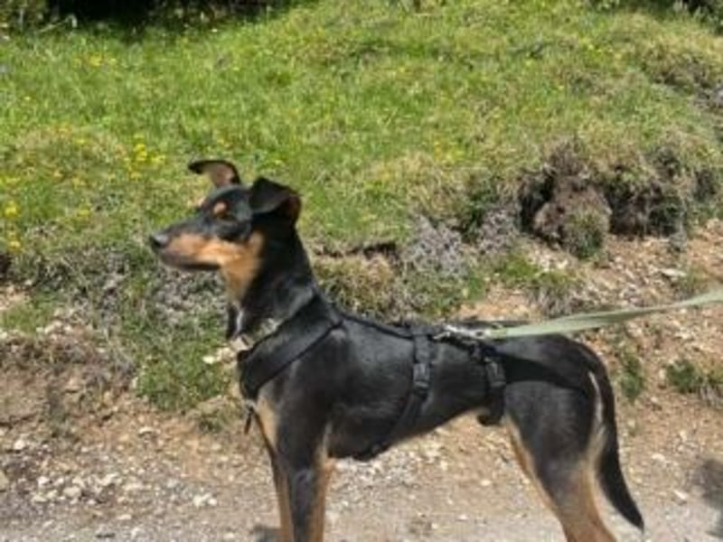 ANGELITA(COCO)-liebe, hübsche kleine Hundeprinzessin sucht ihr liebevolles "Für-immer-Zuhause"