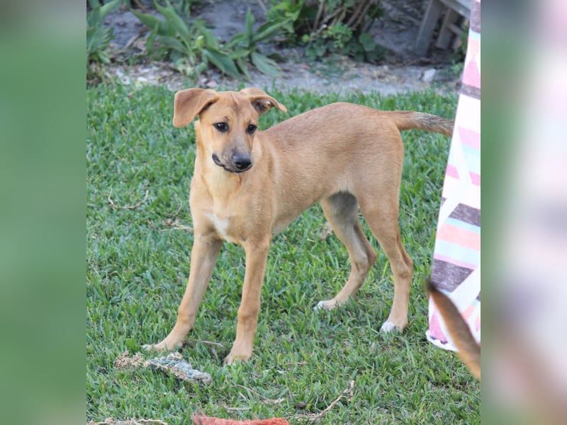 DELLA träumt vom eigenen Körbchen