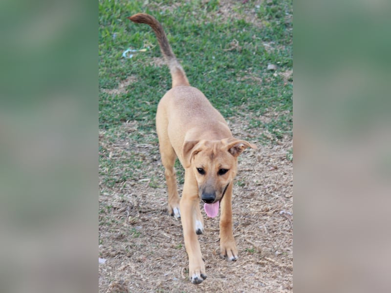 DELLA träumt vom eigenen Körbchen