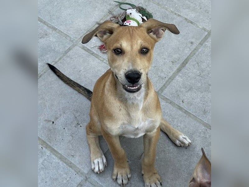 Azor wird dein Herz im Sturm erobern