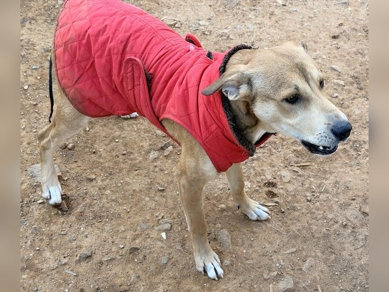 Azor wird dein Herz im Sturm erobern